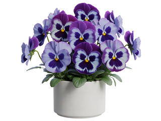 Beautiful collection of purple and blue pansy flowers blooming in a white ceramic pot