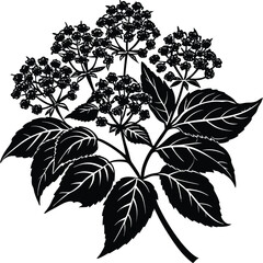 Yarrow Vector outline illustration. Hand drawn clipart of achillea millefolium flower. Milfoil black and white line art. Officinalis herb drawing on transparent background. Medicinal plant sketch