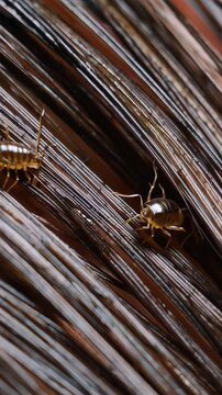 Microscopic parasitic booklice crawling through tangled human hair, revealing complex locomotion and intricate behavioral dynamics