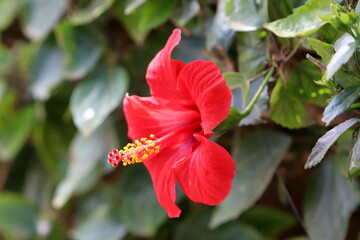 Spring flowers in a city park in Israel.