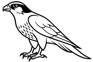 Falcon line art outline clean vector