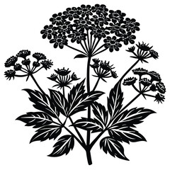 Yarrow Vector outline illustration. Hand drawn clipart of achillea millefolium flower. Milfoil black and white line art. Officinalis herb drawing on transparent background. Medicinal plant sketch