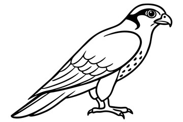 Falcon line art outline clean vector