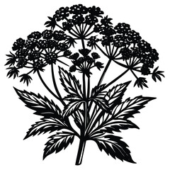 Adobe Illustrator AValerian herb flower silhouette set, Hand drawn botanical vector illustration of Valeriana officinalis sprigs on transparent background, Black outlinertwork