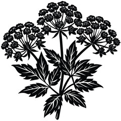 Adobe Illustrator AValerian herb flower silhouette set, Hand drawn botanical vector illustration of Valeriana officinalis sprigs on transparent background, Black outlinertwork