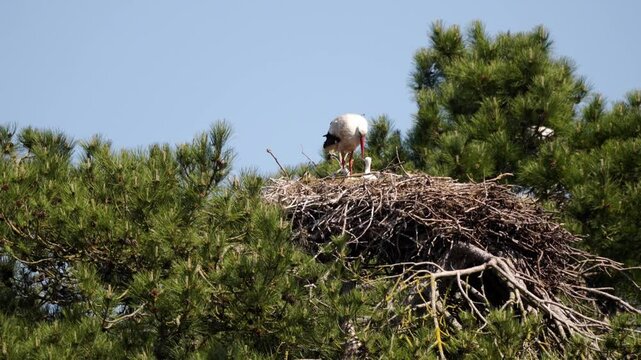 vid&eacute;o avec une maman cigogne  surveillant et prenant soin des ses b&eacute;b&eacute;s au nid, vid&eacute;o vie sauvage de la belle dame nature