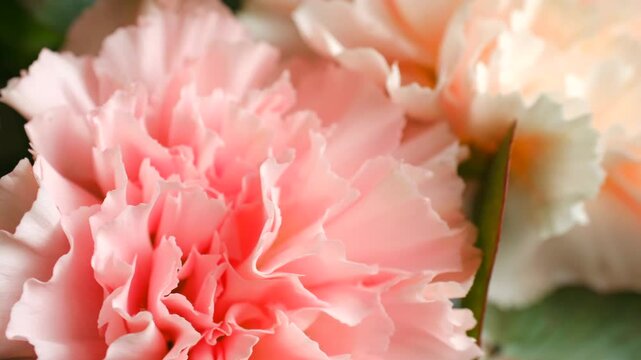 Macro view pink carnations unfolding their petals with lush green leaves showcasing the beauty and detail of natural blooms in serene floral arrangement Delicate pink carnations blooming macro view