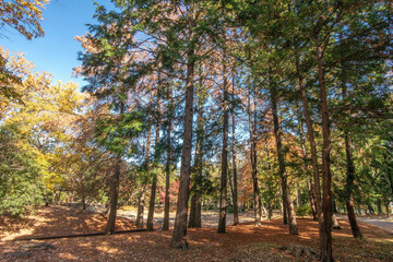 Naklejka premium 東京都江東区の清澄公園