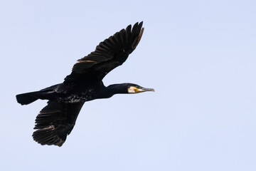 Obraz premium Great cormorant