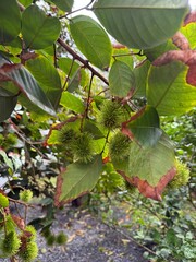 Young green rambutans hanging in clusters on the tree, surrounded by lush foliage a vivid scene of tropical abundance in fruiting season