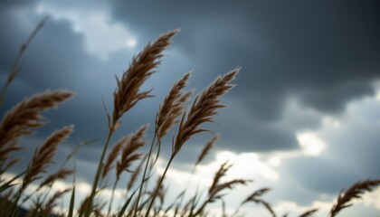 Stormy sky over golden reeds nature landscape photography dramatic environment outdoor viewpoint