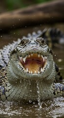 Obraz premium Openmouthed crocodile emerging from murky water