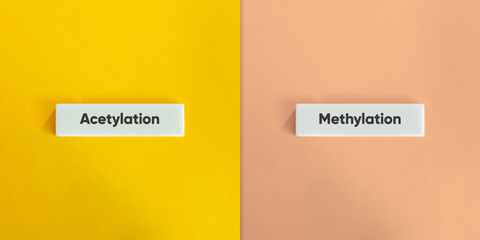 Acetylation vs. Methylation Concept Image.