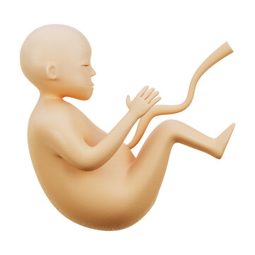 Eembrio 3d Icon
