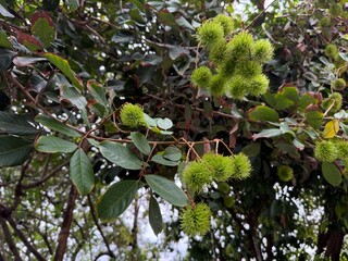 Young green rambutans hanging in clusters on the tree, surrounded by lush foliage a vivid scene of tropical abundance in fruiting season