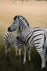 A mother zebra and her baby in the grass in Etosha National Park, Namibia