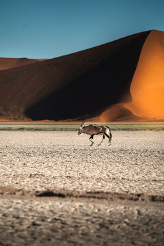 Antelope Oryx walking in Namib-Naukluft national park