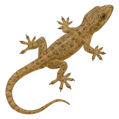 Naklejka premium Realistic 4K House Gecko Illustration