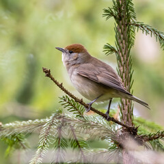Blackcap