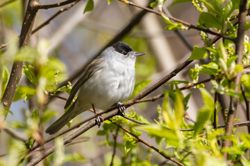 Blackcap
