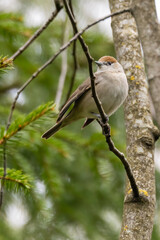 Blackcap