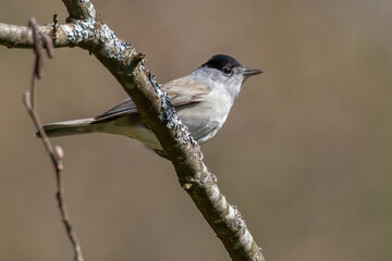 Blackcap