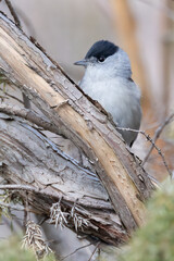 Blackcap