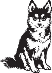 Fototapeta premium sitting alaskan klee kai dog