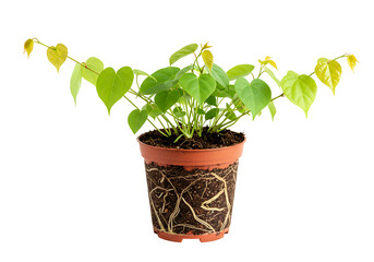 Obraz premium Heartleaf philodendron plant in pot isolated on transparent background