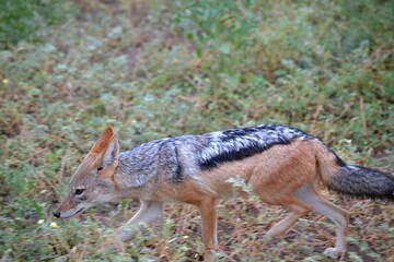A black-backed jackal walks cautiously through the grass in the African bush. Its sharp ears and alert posture reflect the instincts of a wild predator in its natural habitat.
