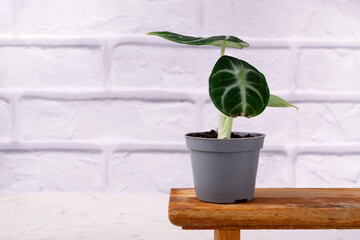 Alocasia ninja mini with damaged leaf against white brick wall. Root problems in indoor plants. Copy space