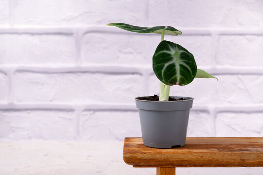 Alocasia ninja mini with damaged leaf against white brick wall. Root problems in indoor plants. Copy space