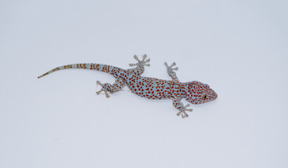 Naklejka premium Tokay Gecko on white background