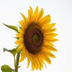 Obraz premium sunflower isolated on white