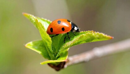 Fototapeta premium Ladybug rests gracefully upon a young leaf bathed in soft ambient sunlight