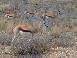 A group of springbok antelope stand and graze in dry grassland under the midday sun. Captured in southern Africa, the image shows natural herd behavior and the arid beauty of the savanna.