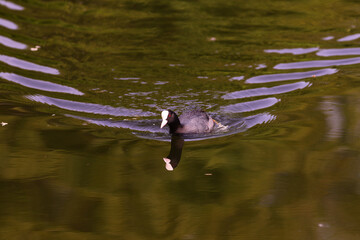 A large family of coots is full, leftovers are floating all over the pond, and mama coots is swimming among them, creating a big wave....