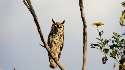 Long-eared owl bird, Asio clamator, Cerrado Federal District, Brazil.