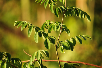 Obraz premium selective focus background. moringa oleifera Close-up of fresh moringa leaves on the tree, Moringa leaf is rich in nutrients and antioxidants. Drumstick Tree Fruit, Also Known as Horseradish Tree.