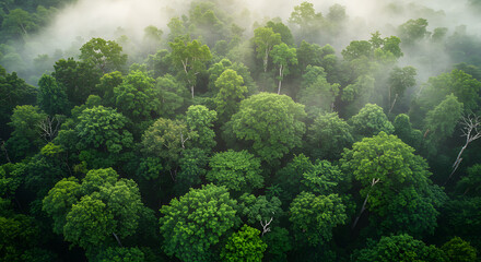 Lush Green Tropical Rainforest Canopy from an aerial view