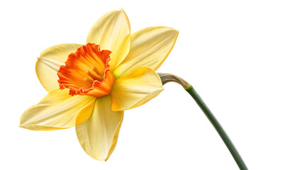 Fototapeta premium daffodil flower isolated on white background PNG. AI GENERATED