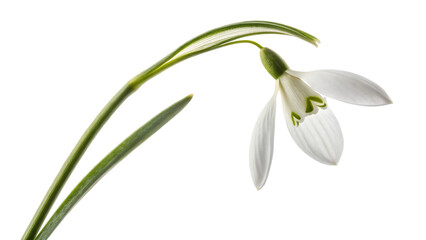 Obraz premium snowdrop flower isolated on white background PNG. AI GENERATED