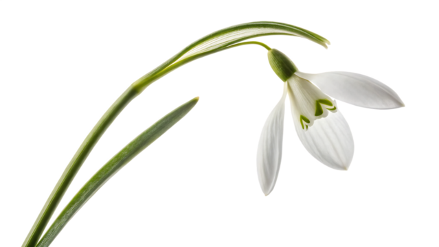 snowdrop flower isolated on white background PNG. AI GENERATED
