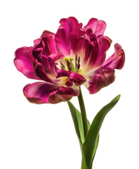Obraz premium Stunning Purple Double Late Tulip Flower Bloom Close-Up Photography