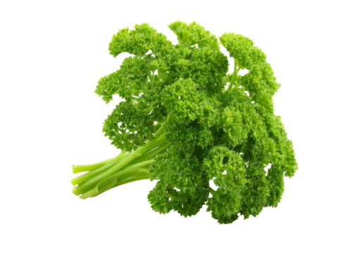 Fresh parsley bunch with curly green leaves and crisp stems on a natural kitchen surface, Png