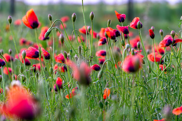 dense field of red poppies in various stages of bloom, captured from a low perspective. A vibrant...