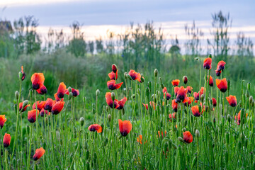 Field of red poppies against lush greenery and a cloudy evening sky. The soft twilight highlights the contrast between the vivid red petals and the rich green meadow. A perfect image for nature, seaso