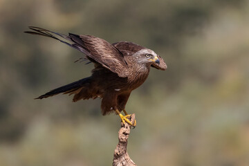 Black kite with open wings perched on dry branch in natural habitat.