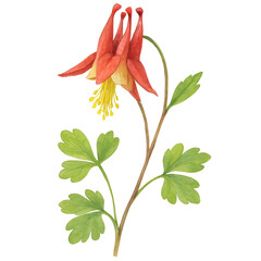 Watercolor illustration of a vibrant red and yellow columbine flower botanical art plant study