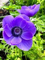 purple flower in the garden